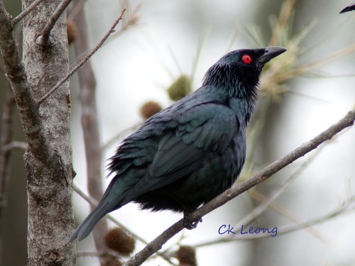 Asian Glossy Starling by Ck Leong