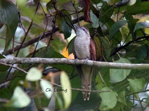 Banded Bay Cuckoo. Crocker Range National Park, Sabah.  06 May 2016