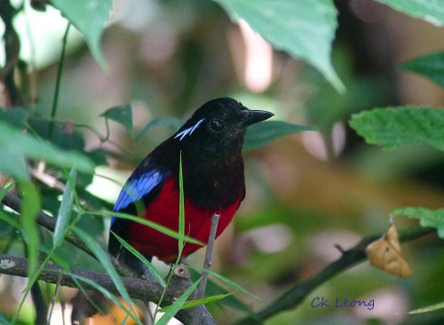 Black-and-crimson Pitta by  Ck Leong