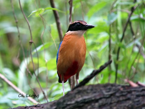 Blue-winged Pitta by Ck Leong