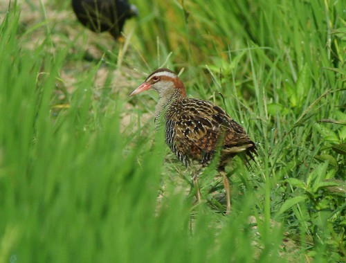 Buff-banded Rail by Ck Leong