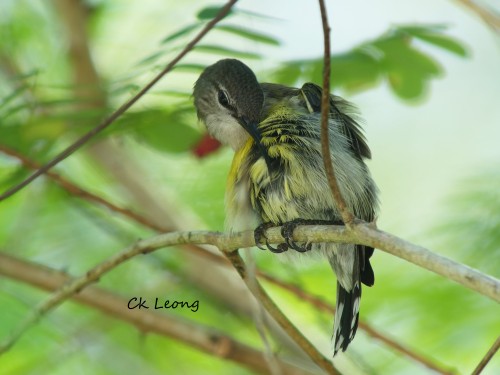 Copper-throated Sunbird female