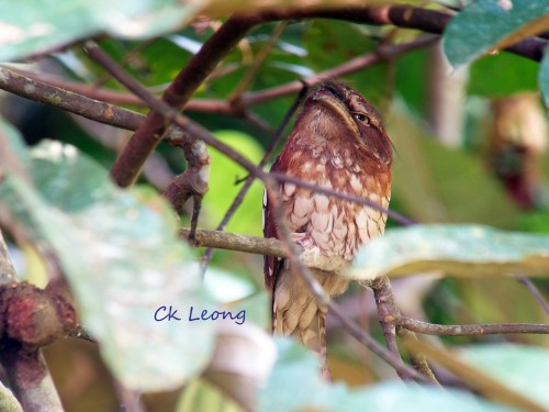 Gould's Frogmouth by Ck Leong