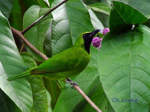 Greater Green Leafbird by Ck Leong