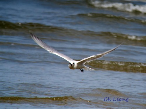 Gull-billed Tern in flight