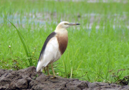 Javan Pond-heron