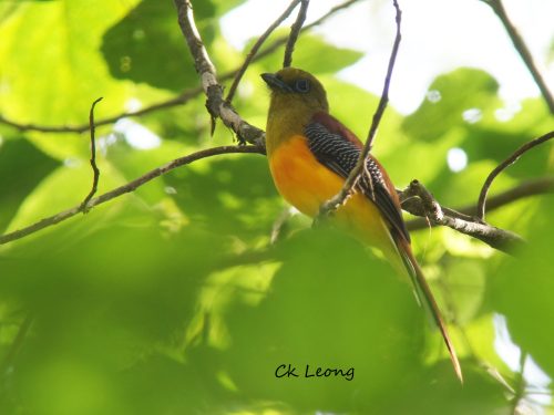 orange-breasted-trogon by Ck Leong