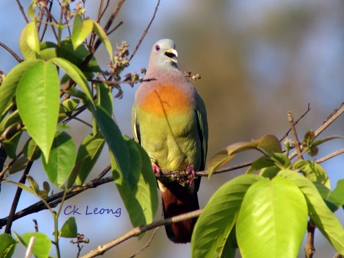 Pink-necked Green Pigeon by Ck Leong