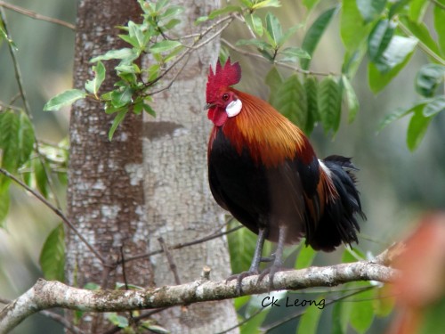Red Junglefowl by Ck Leong