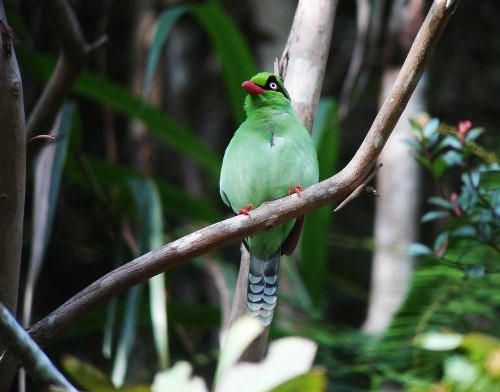Short-tailed Green Magpie