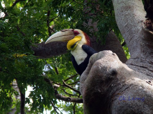 Wreathed Hornbill male