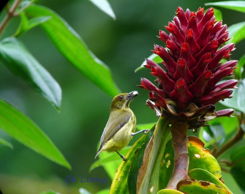 Yellow-breasted Flowerpecker by Ck Leong