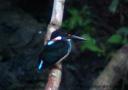 Blue Banded Kingfisher