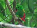 Blue Crowned Hanging Parrot