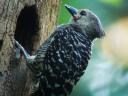 Buff Rumped Woodpecker