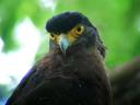 Crested Serpent Eagle