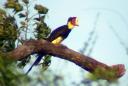 Helmeted Hornbill