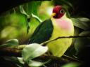 Jambu Fruit Dove