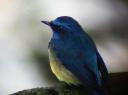 Malaysian Blue Flycatcher