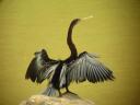 Oriental Darter