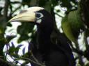 Oriental Pied Hornbill