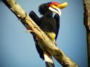 Rhinoceros Hornbill