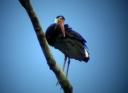 Storm’s Stork