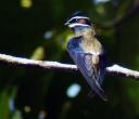 Whiskered Treeswift