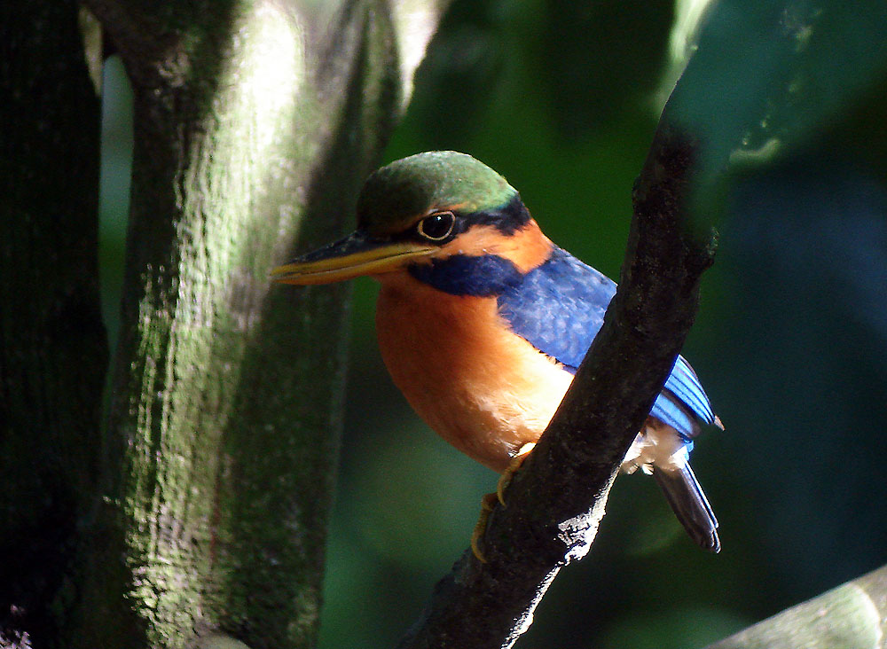 Rufous-Collared Kingfisher by Ck Leong