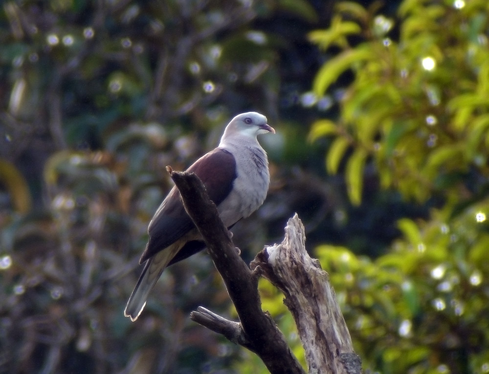 Mountain Imperial Pigeon by Ck Leong