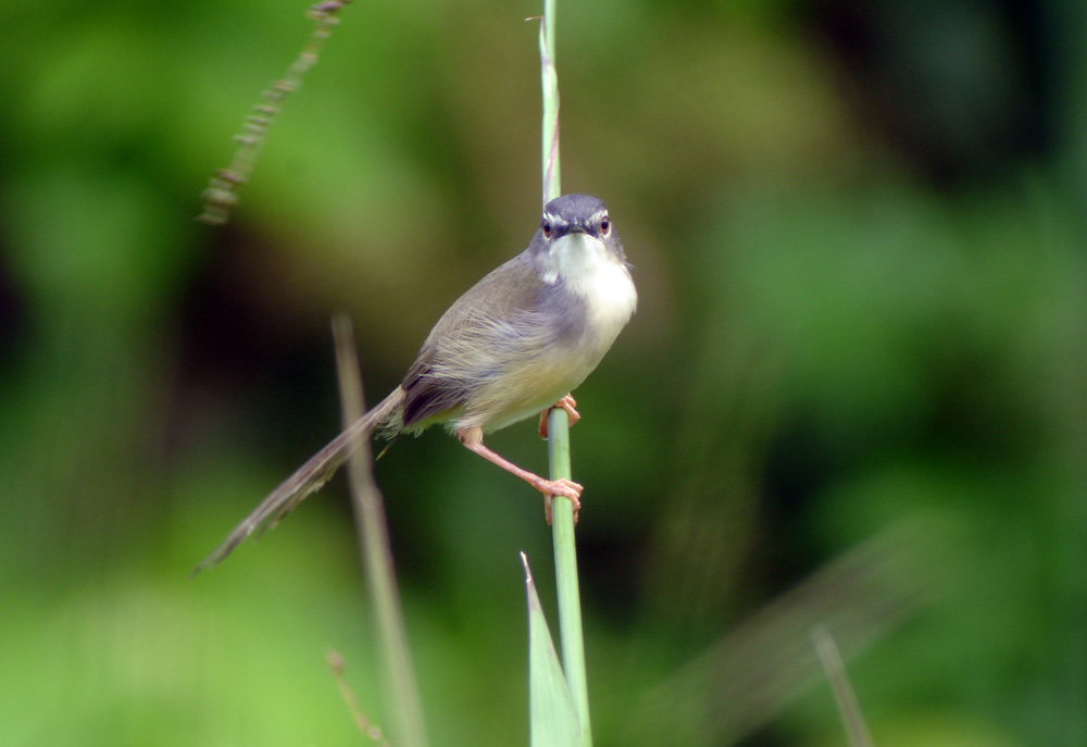 Yellow-bellied Prinia by Ck Leong