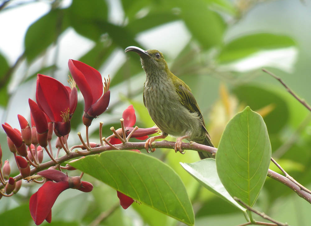 Streaky-breasted Spiderhunter by Ck Leong