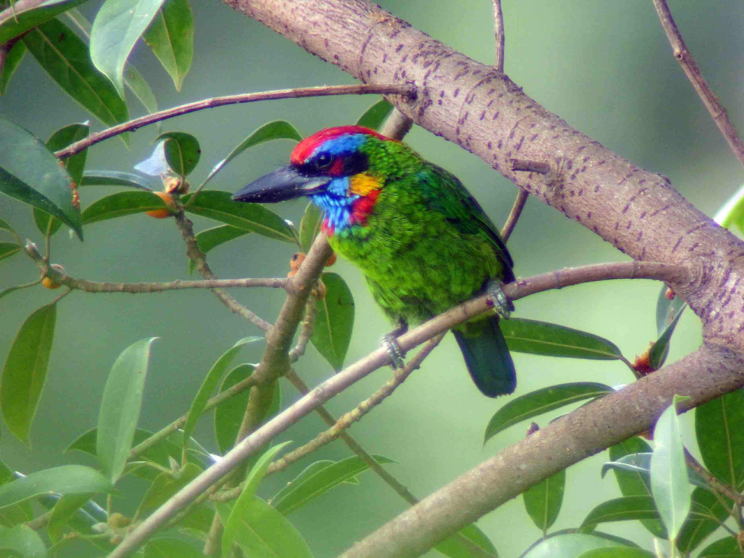 Red-crowned Barbet by Ck Leong