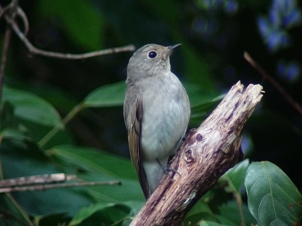 Asian Brown Flycatcher by Ck Leong