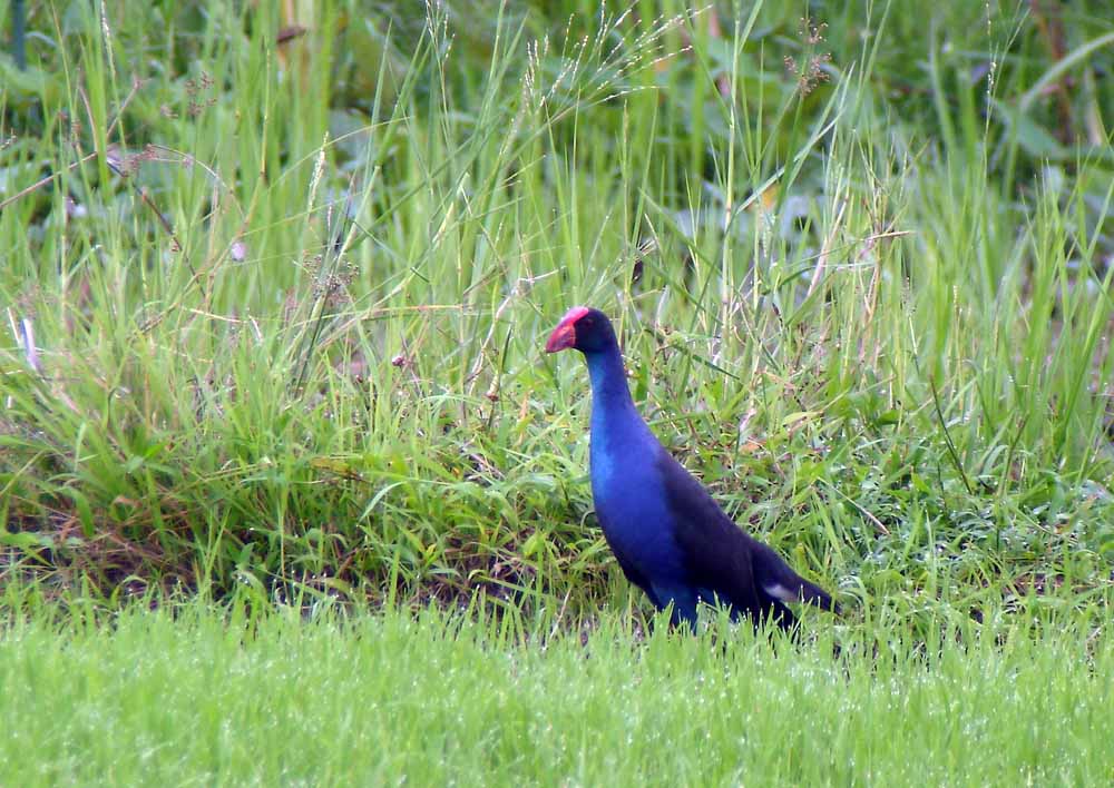 Black-backed Swamphen by Ck Leong